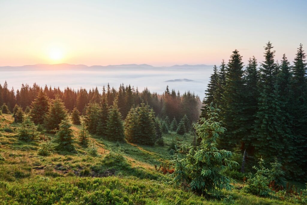 les bienfaits du bains de foret