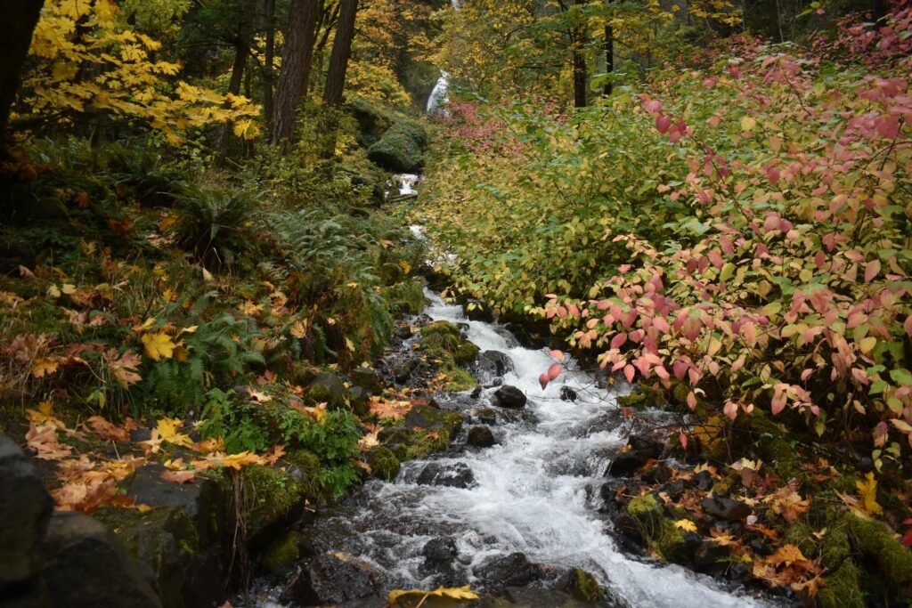 le pouvoir de la forêt sur le corps