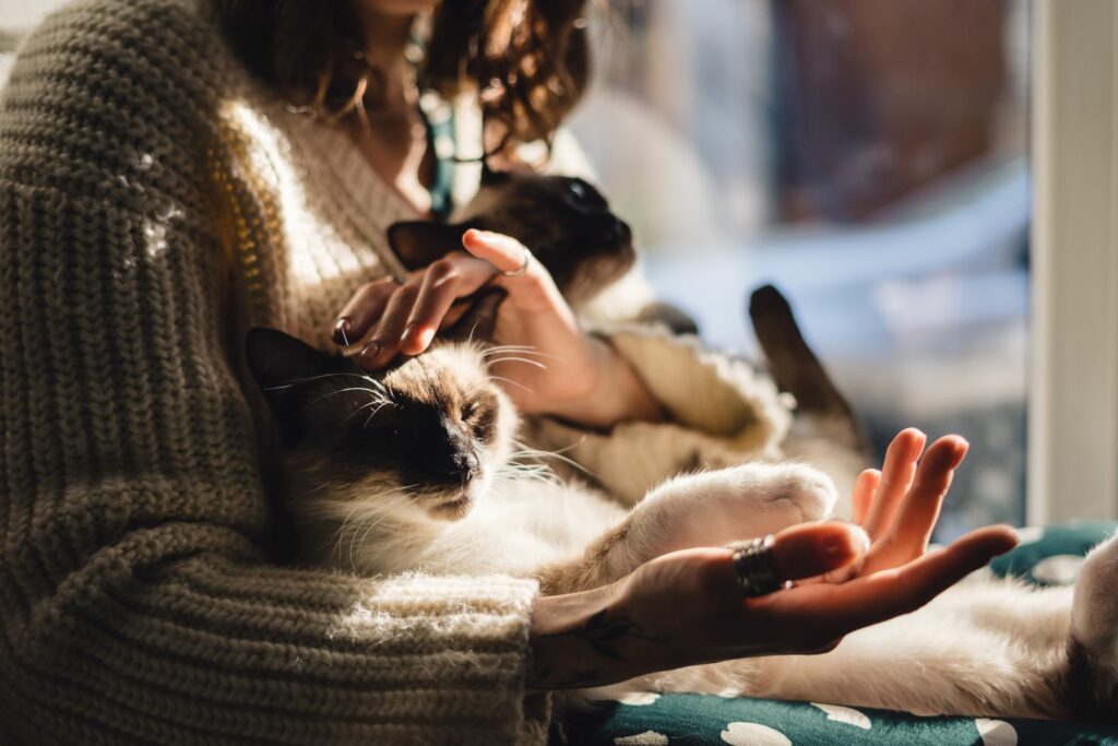 femme tenant un chat dans ses bras qui est son animal de compagnie